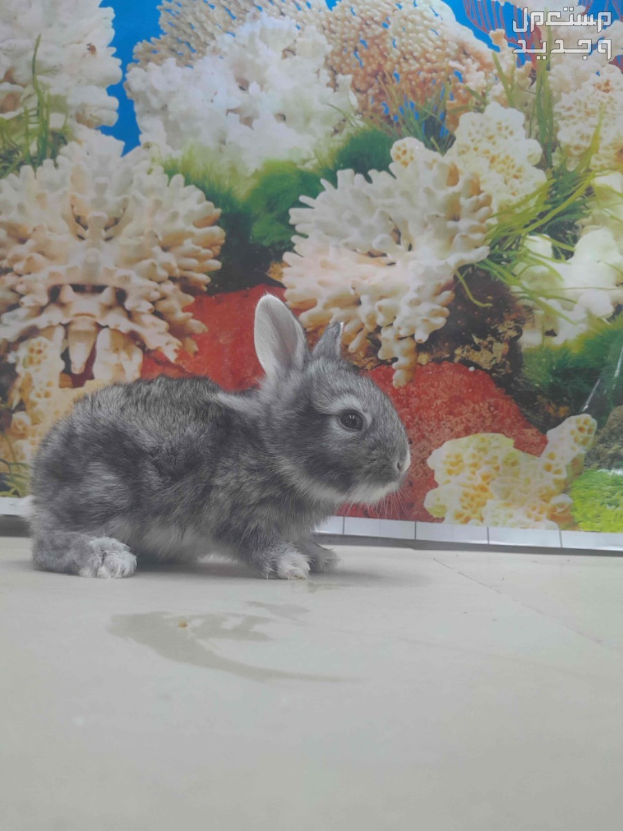 ارانب اعمار شهر/ One month old rabbits
