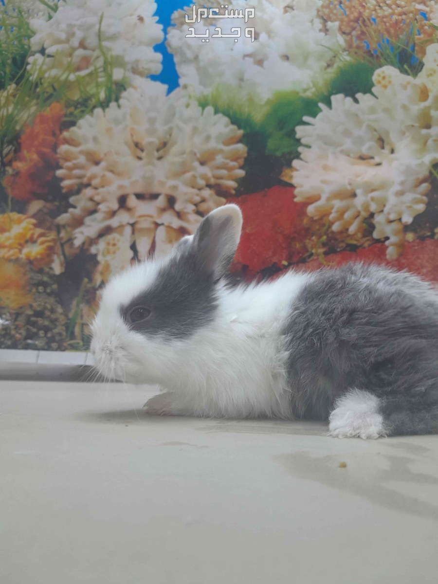 ارانب اعمار شهر/ One month old rabbits