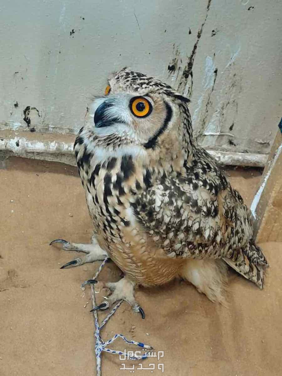 بوم عملاق / Giant owl Giant owl  في الشارقة بسعر 2500 درهم إماراتي