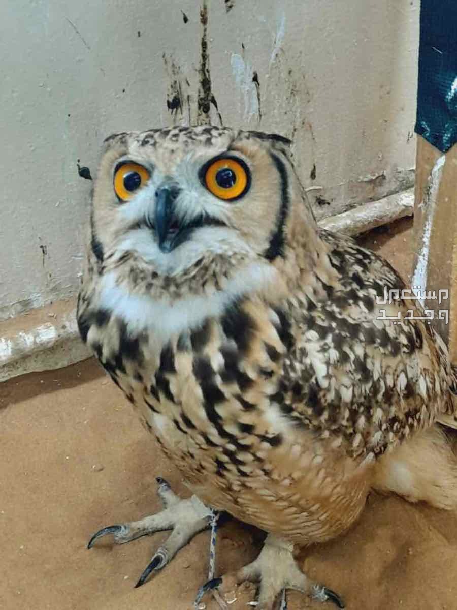 بوم عملاق / Giant owl Giant owl  في الشارقة بسعر 2500 درهم إماراتي