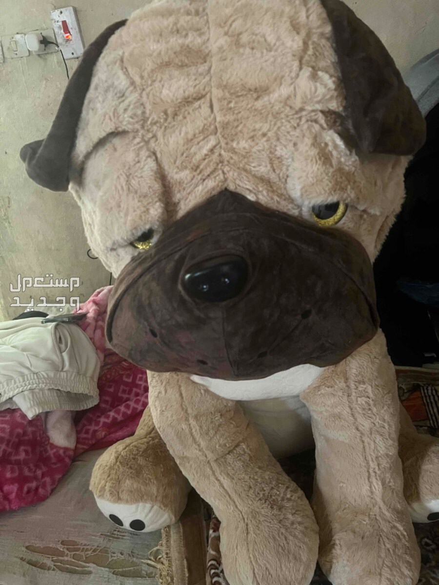 كلب بوتان كبير  في الرياض في الرياض بسعر 150 ريال سعودي