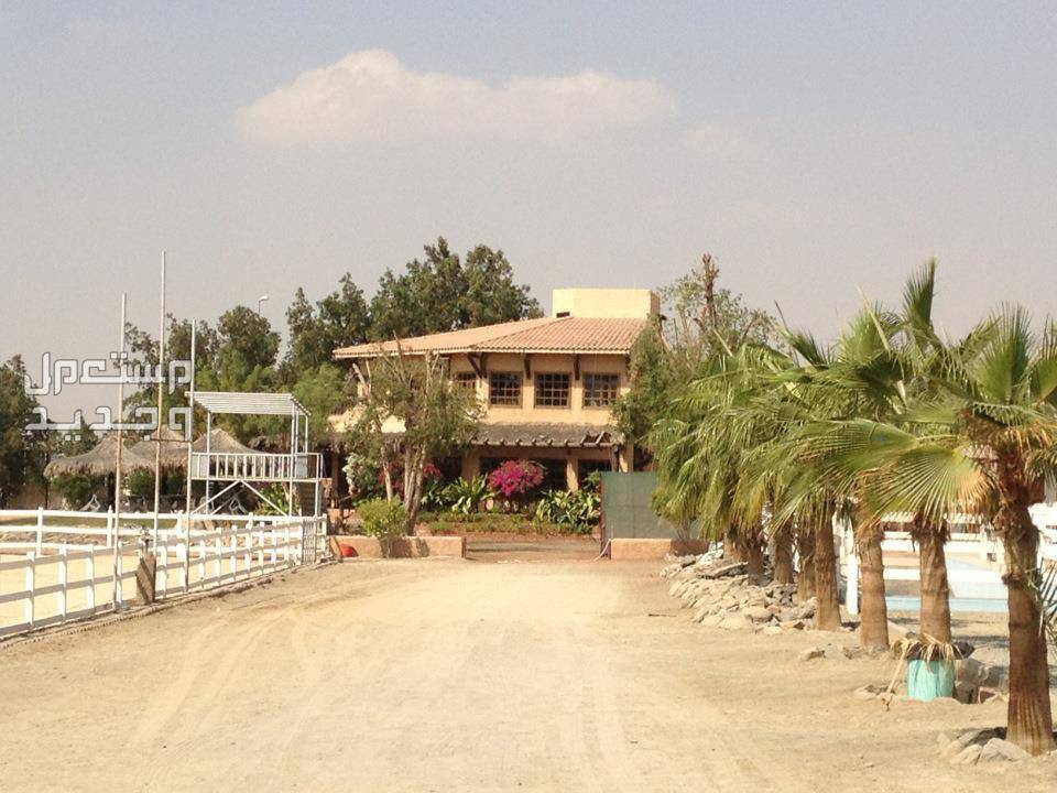 تعرف على أماكن ركوب الخيل في جدة في الأردن إسطبل الدكتور حامد المطبقاني