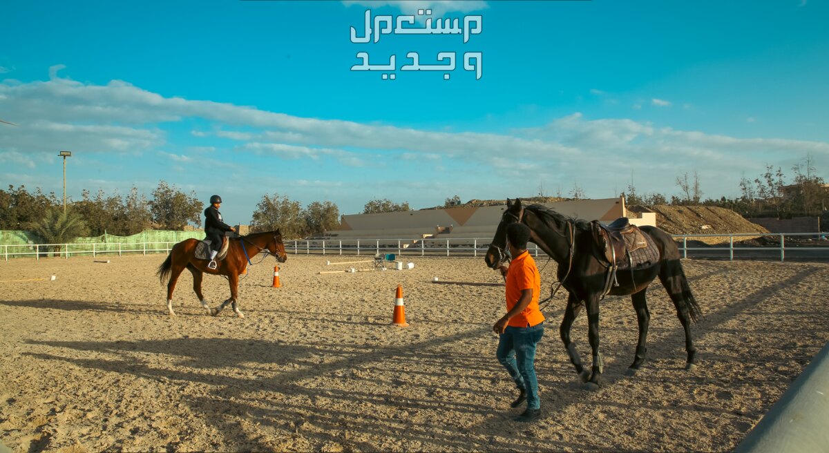 تعرف على أماكن ركوب الخيل في جدة في عمان حوش ركوب الخيل
