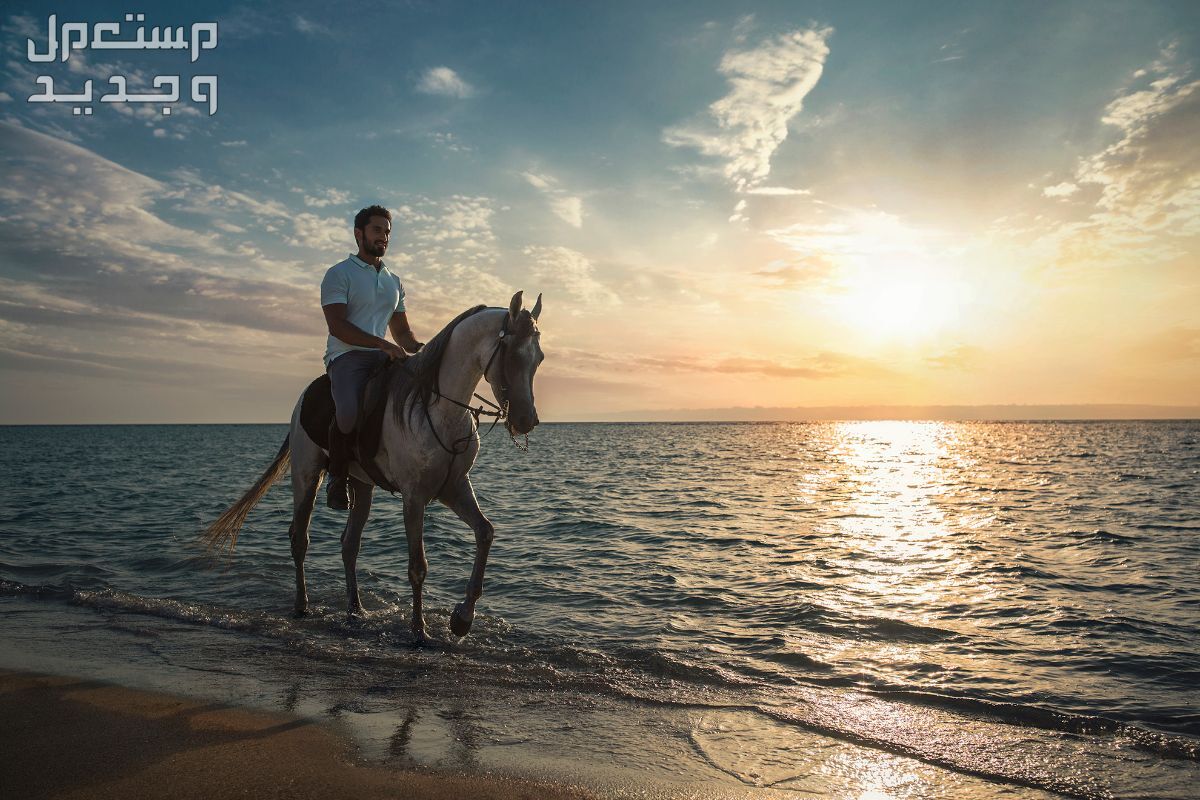 تعرف على أماكن ركوب الخيل في جدة في الإمارات العربية المتحدة ركوب الخيل على البحر