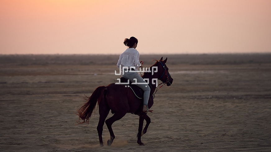 تعرف على أماكن ركوب الخيل في جدة في الإمارات العربية المتحدة ركوب الخيل في الصحراء