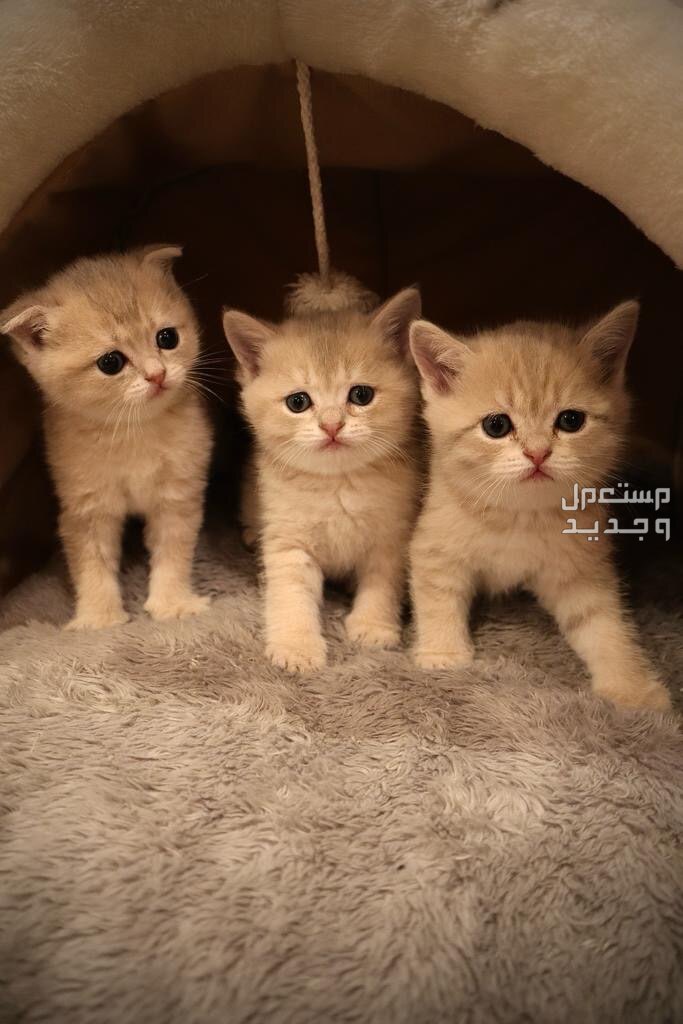 3 قطط سكوتش ذكور (2 ستريت - 1 فولد)