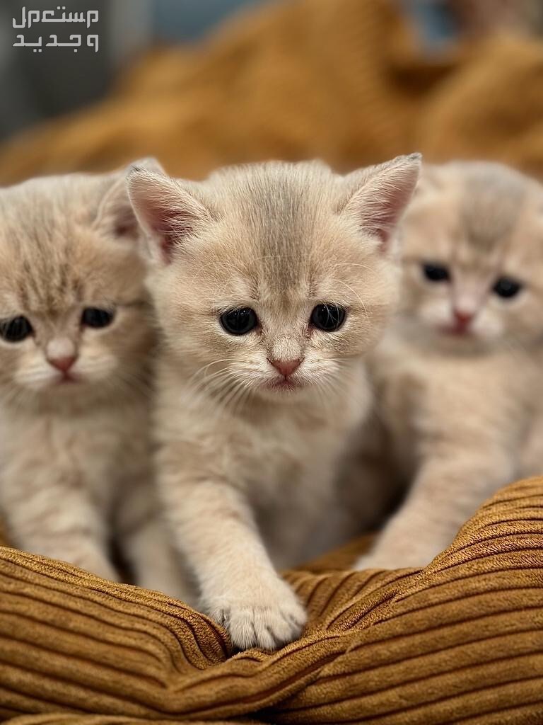 3 قطط سكوتش ذكور (2 ستريت - 1 فولد)