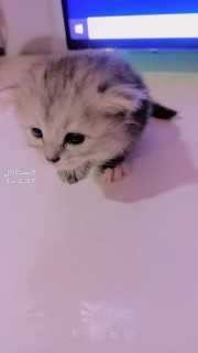 1 month kitten baby cute and clean and female cat she is friendly