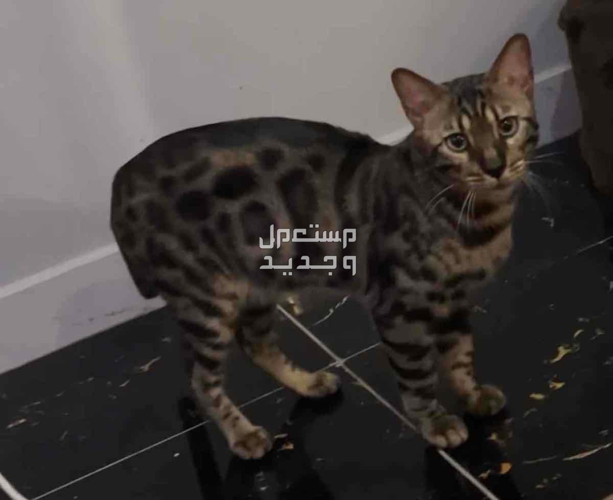 قطط بنقالي للبيع في جدة