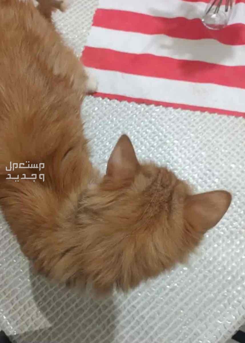 قطط في جدة بسعر 800 ريال سعودي