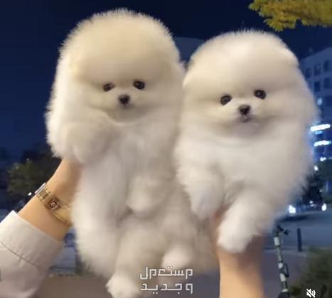 Pomeranian Puppies for adoption