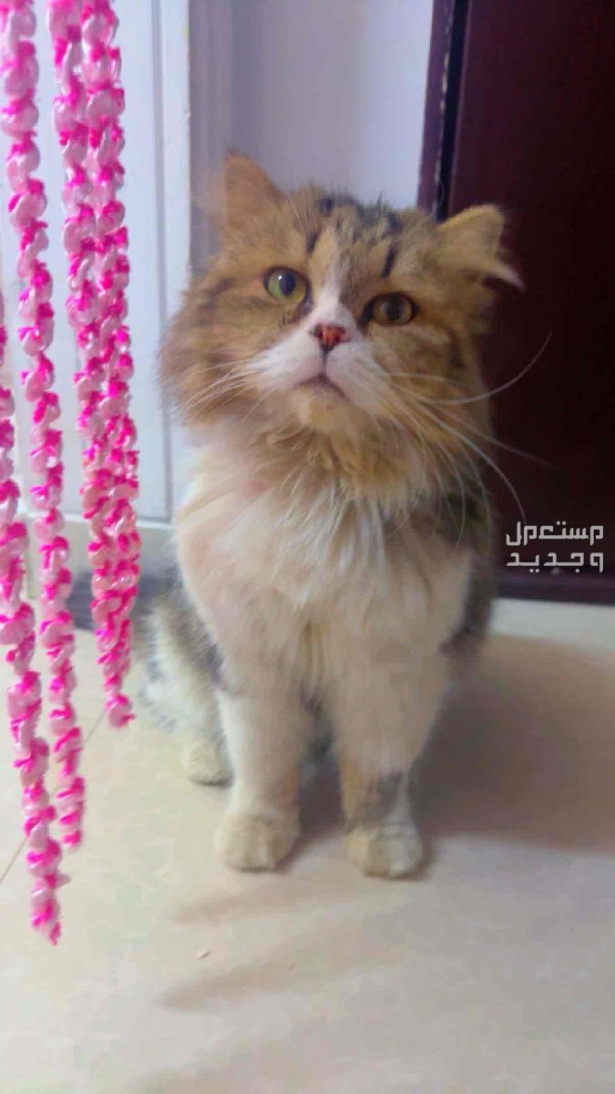 العزيزية جنوب الرياض شارع الروشة  في الرياض  قطط للتبني قطط للبيع 0 ريال سعودي