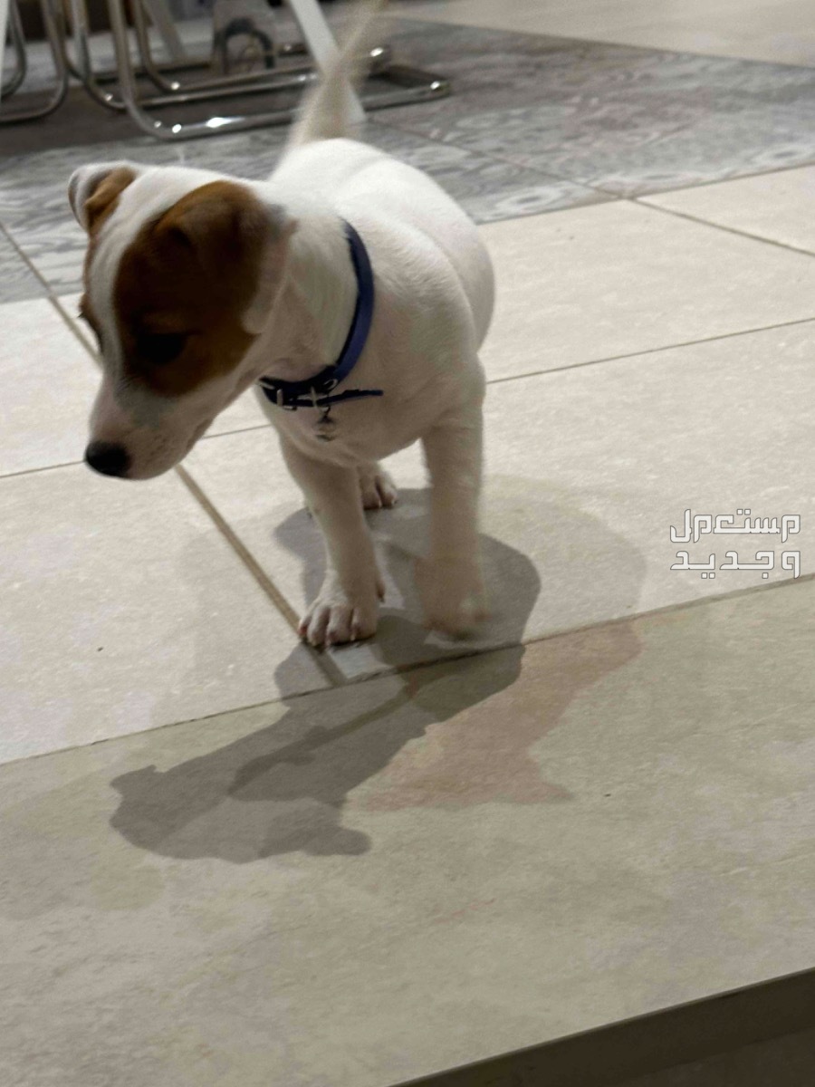 jack russell for sale