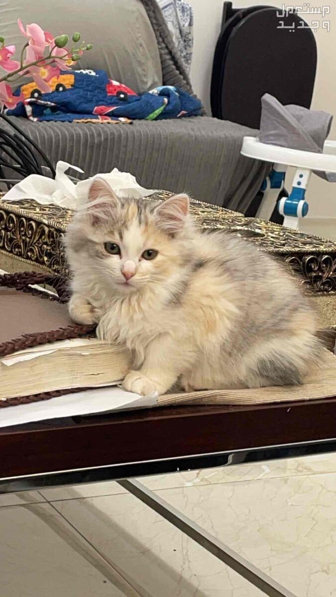 قطه انثى صغيره عمرها شهرين للبيع  في أبو ظبي بسعر 350 درهم إماراتي