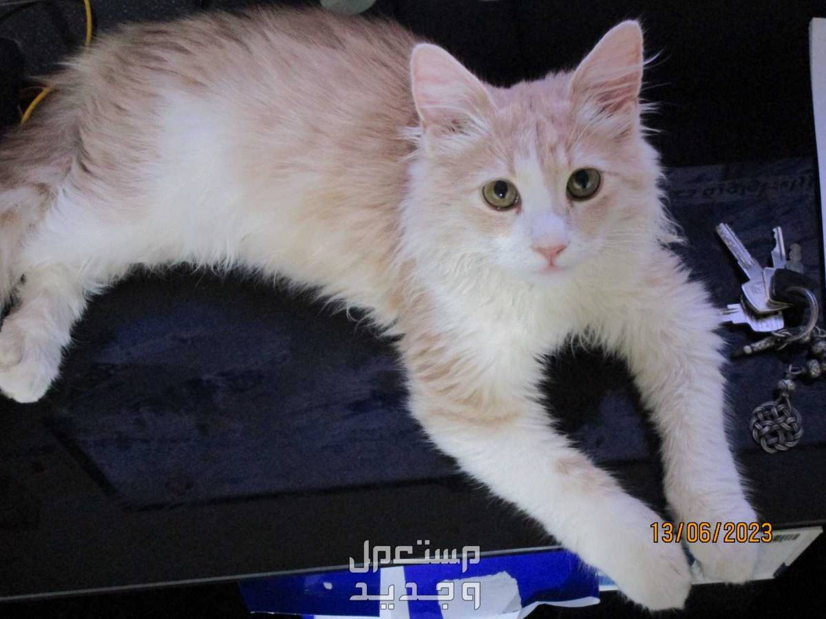 قط نوع ايغور تركي مفقود في حي النسيم