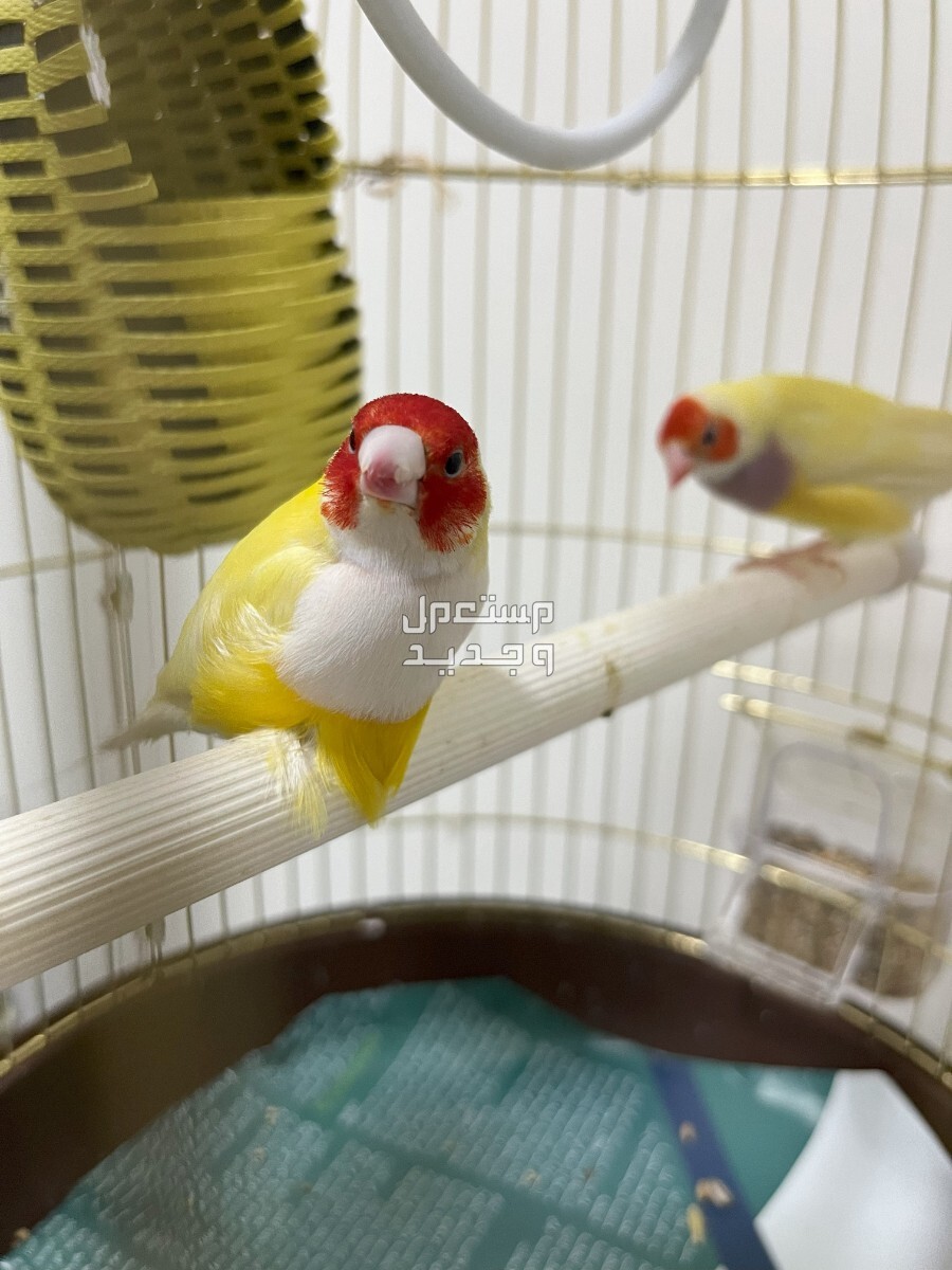 Beautiful Pair of Gouldian Finches for Sale