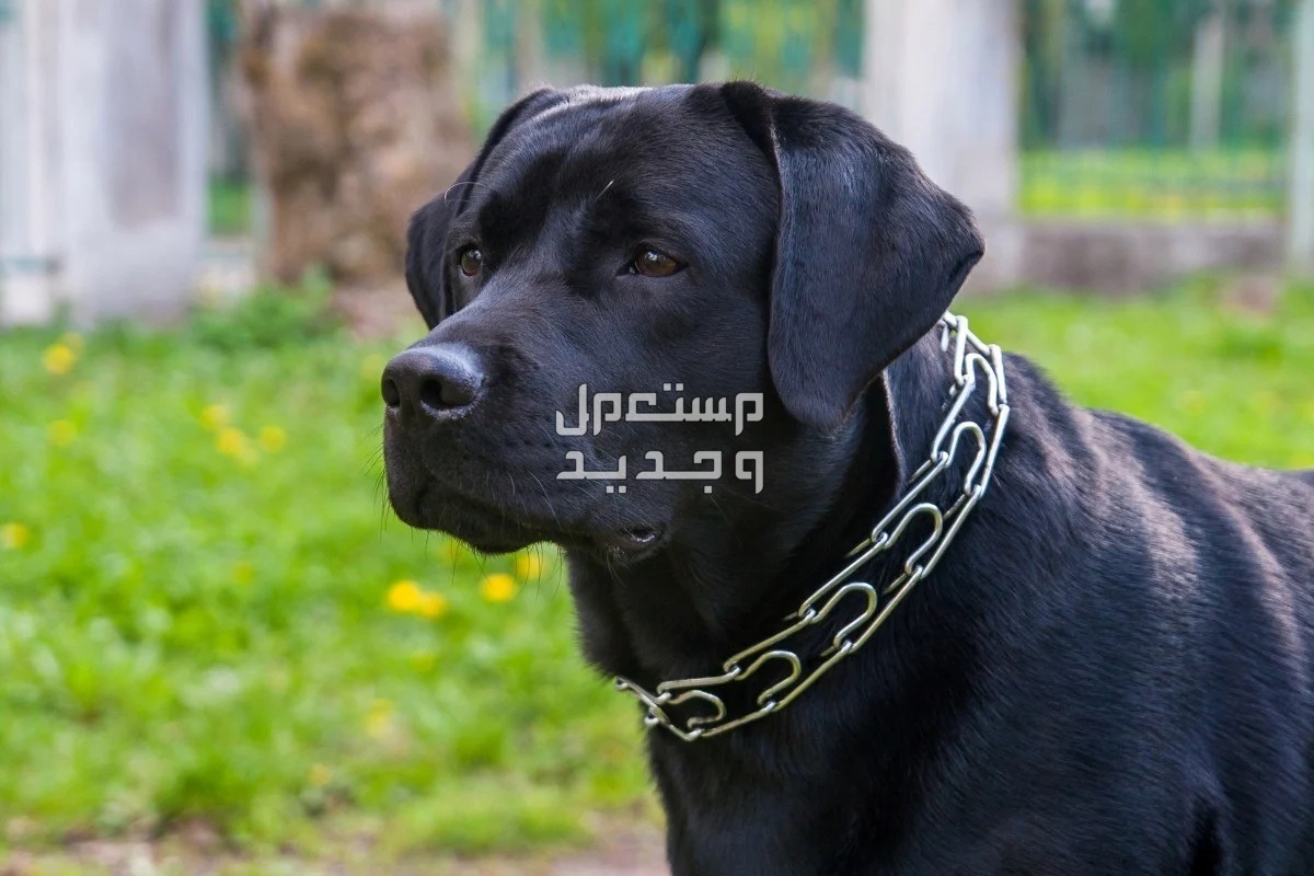 ما تفسير عضة الكلب في المنام للرجل بالتفصيل؟ تفسير عضة الكلب في المنام
