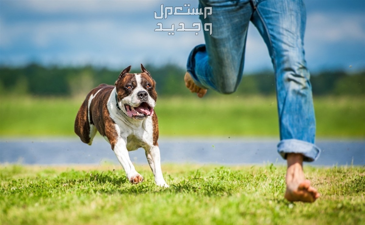 ما تفسير عضة الكلب في المنام للرجل بالتفصيل؟ تفسير عضة الكلب في المنام