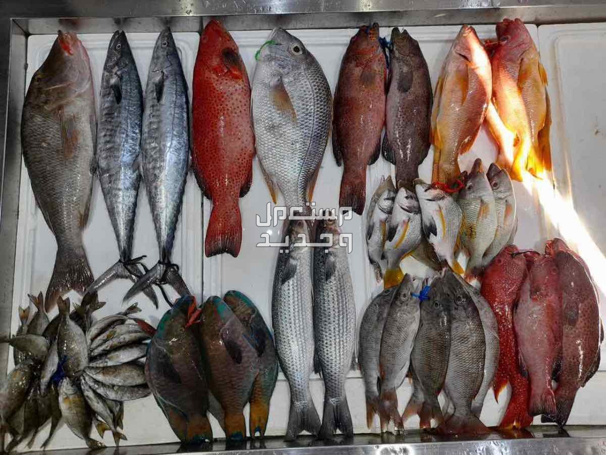 أسماك صيد طازج وفريش