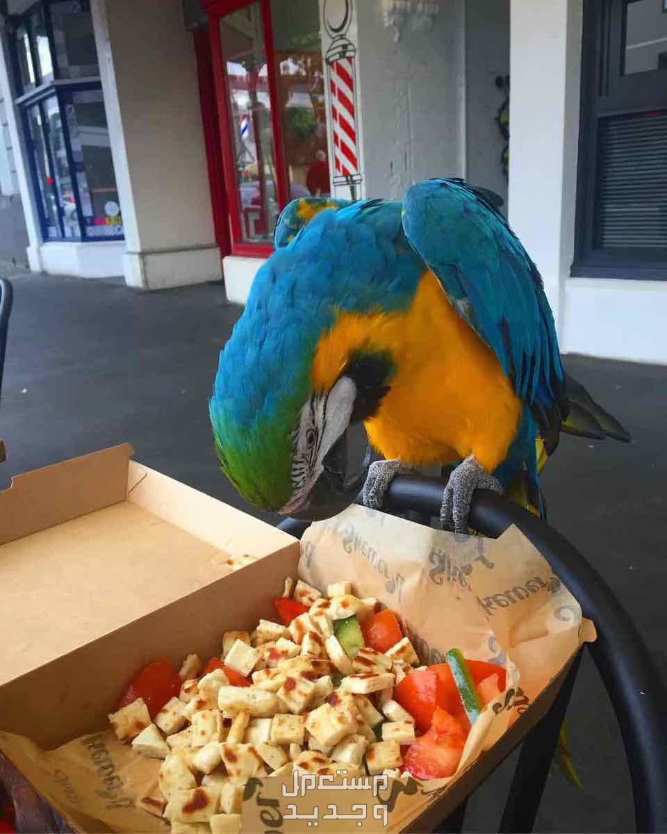 Macaw parrots for sale