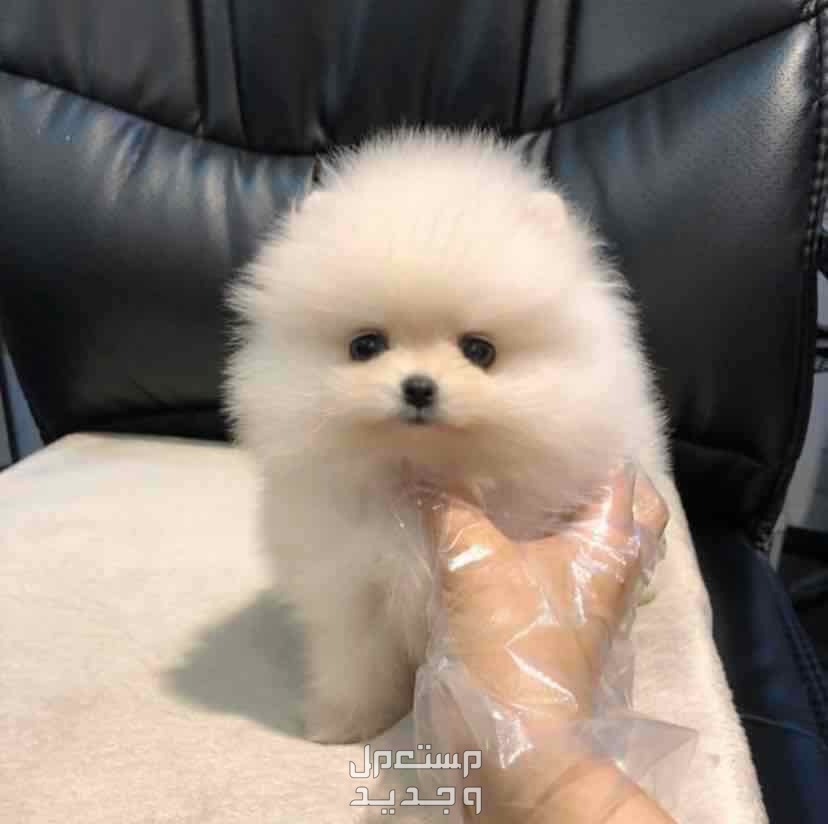 Pomeranian puppies for sale