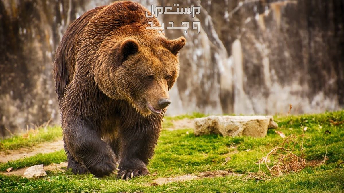 ما هو الحيوان الذي يصوم رمضان مثل البشر؟ الدب