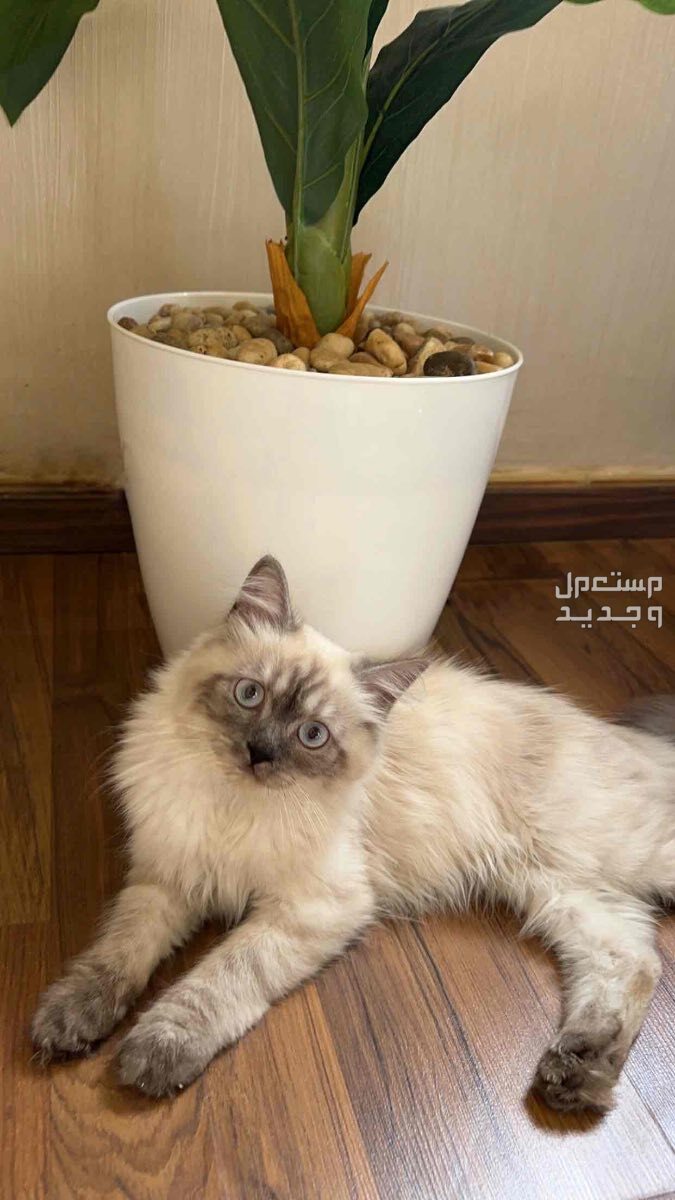 قطة هيمالايا ( الرياض )