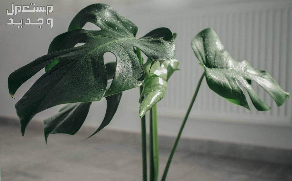 8 نباتات منزلية لا تحتاج للشمس لتزيين ديكور منزلك في السعودية مونستيرا