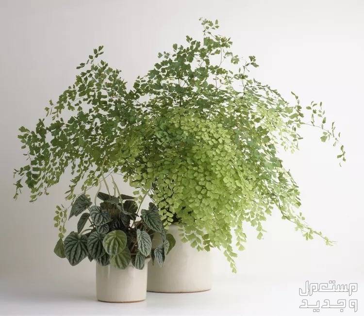 8 نباتات منزلية لا تحتاج للشمس لتزيين ديكور منزلك في الإمارات العربية المتحدة كزبرة البئر السرخس