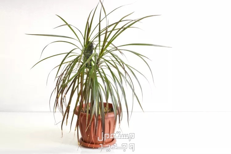 8 نباتات منزلية لا تحتاج للشمس لتزيين ديكور منزلك في الإمارات العربية المتحدة شجرة التنين