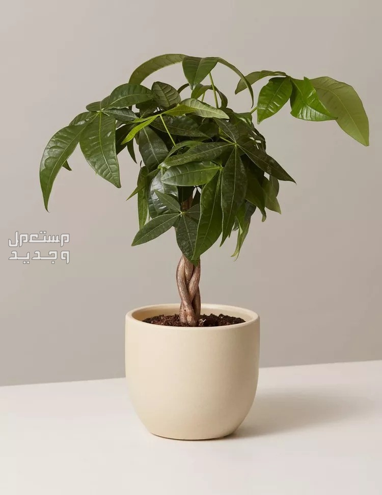 8 نباتات منزلية لا تحتاج للشمس لتزيين ديكور منزلك في الأردن شجرة المال