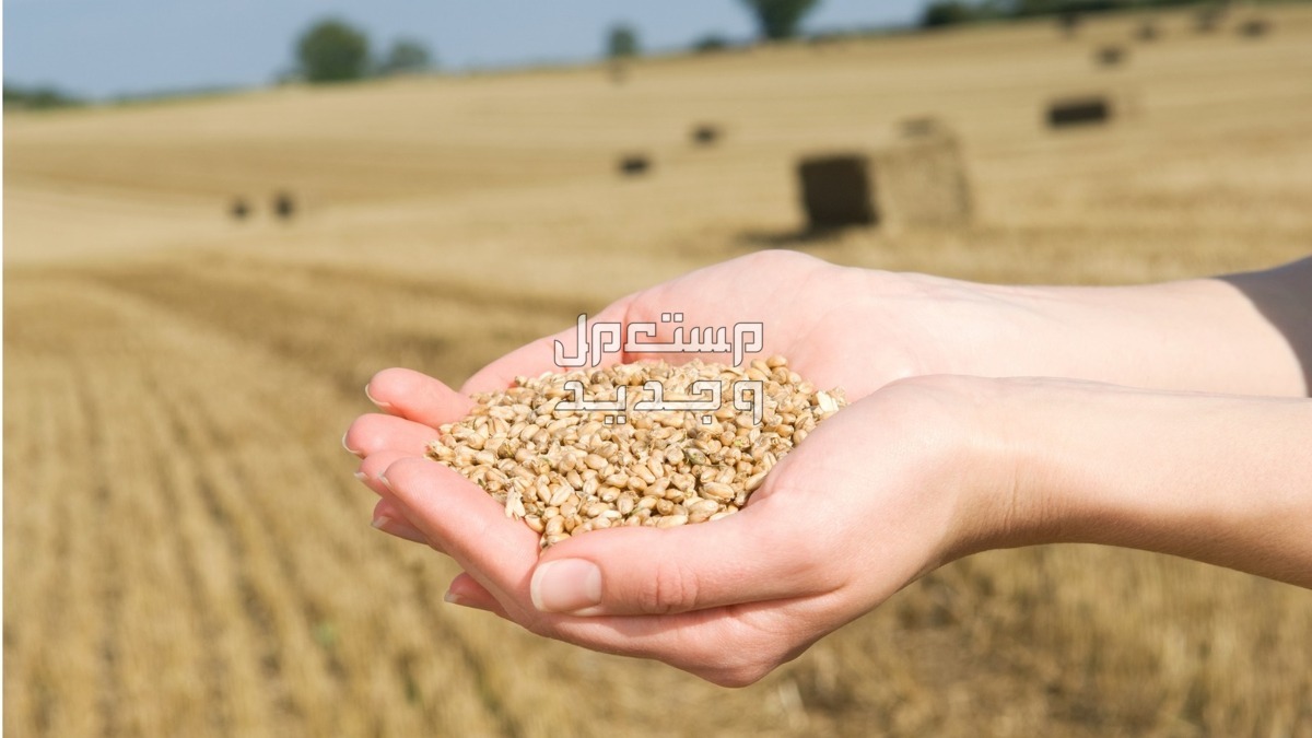 كم تبلغ زكاة الفطر للفرد الواحد؟ في الجزائر إخراج الزكاة من القمح