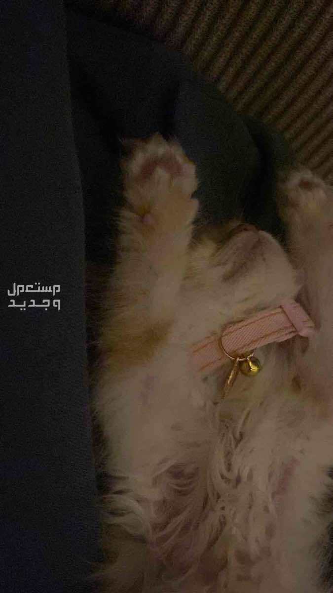 الرياض قطه انثى العمر شهرين لعوووببببببه جداً جداً