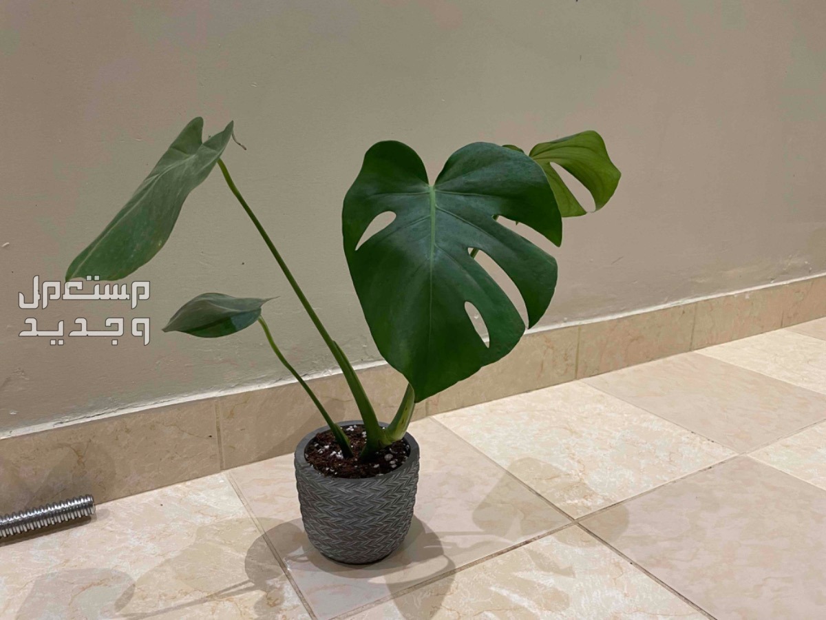نبات الMonstera Adansonii  في الرياض بسعر 59 ريال سعودي