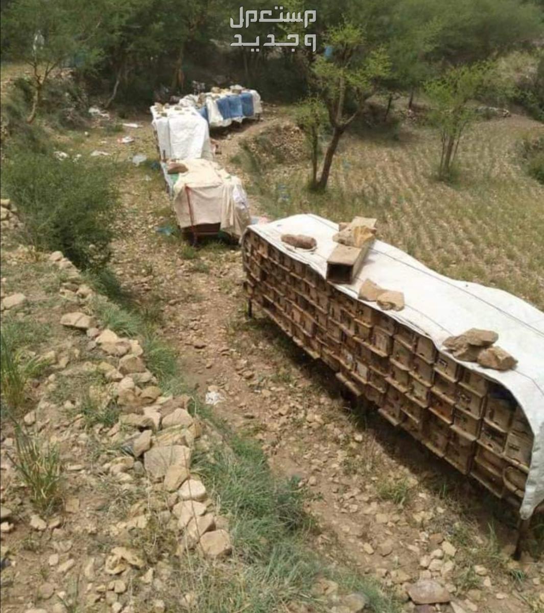 عسل يمني سدر وسمره اصلي درجه اولى ذمه وأمانه