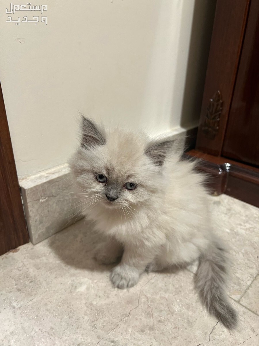 قطط شيرازي عمر شهر ونصف