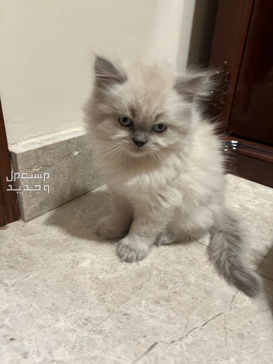 قطط شيرازي عمر شهر ونصف