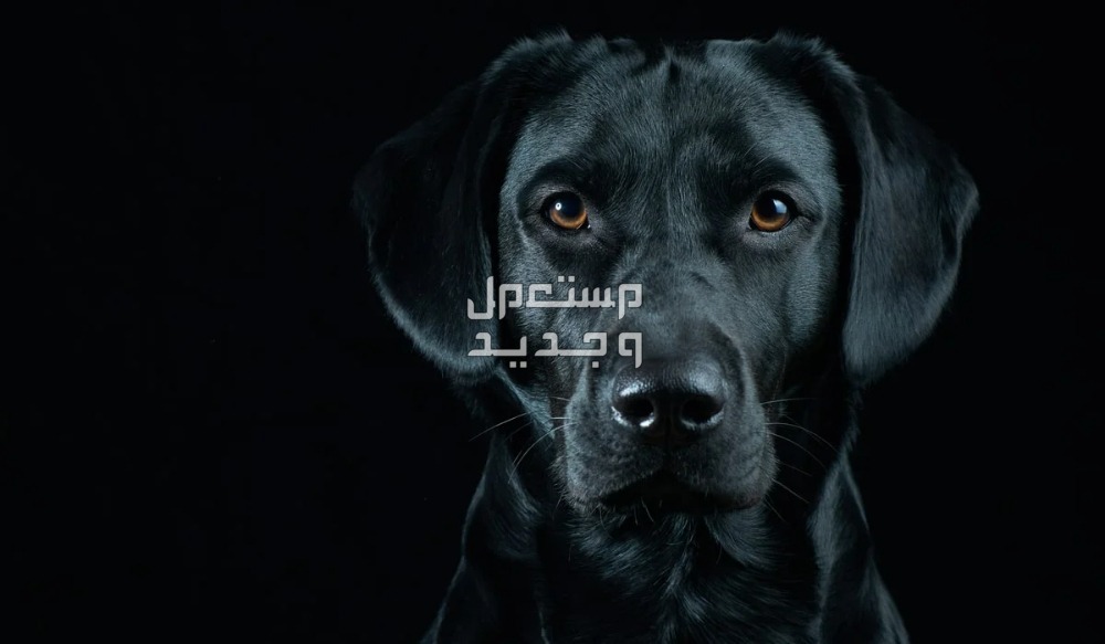 تفسير حلم الكلاب الأليفة في المنام في الأردن تفسير حلم الكلاب الأليفة في المنام
