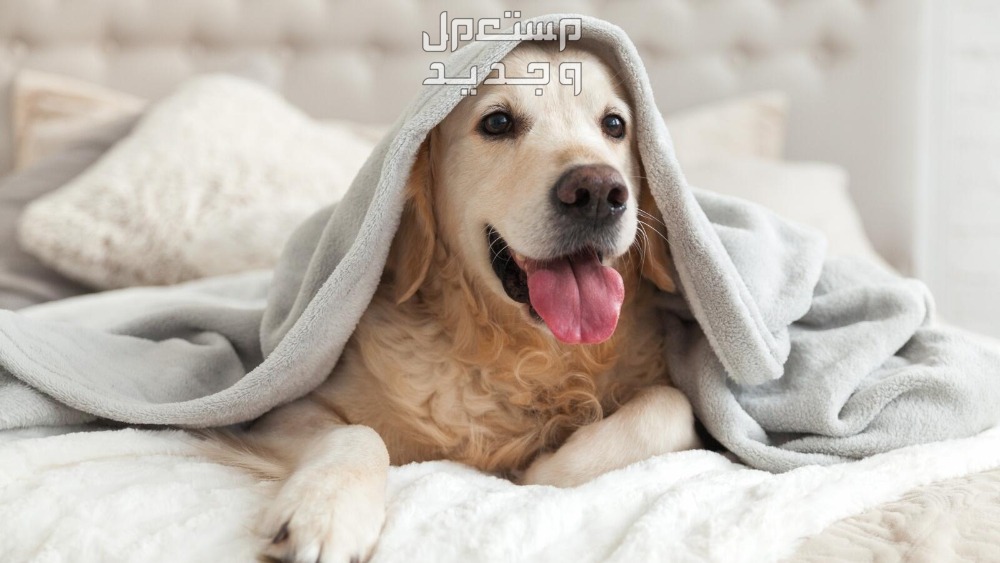 تفسير حلم الكلاب الأليفة في المنام في الأردن تفسير حلم الكلاب الأليفة في المنام