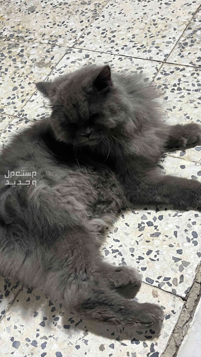 قطط في الدمام بسعر 100 ريال سعودي