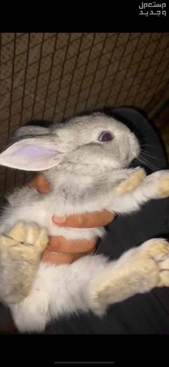 للبيع ارنب ارانب صغير صغيره للتربيه في البيوت  في الرياض بسعر 20 ريال سعودي