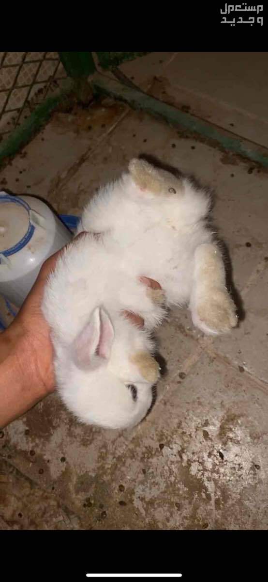 للبيع ارنب ارانب صغير صغيره للتربيه في البيوت  في الرياض بسعر 20 ريال سعودي
