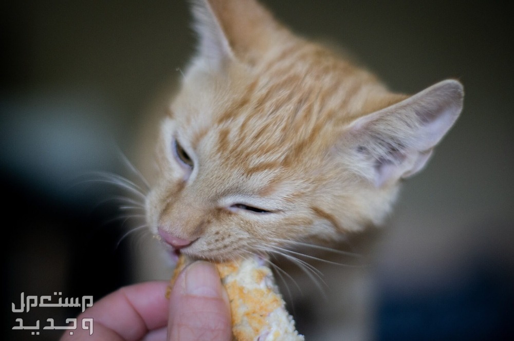 تعرف على فوائد وأضرار تربية القطط في المنزل في تونس تعرف على فوائد وأضرار تربية القطط في المنزل