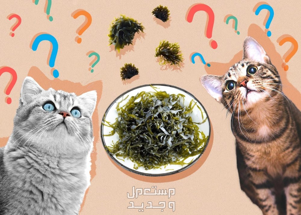 تعرف على فوائد وأضرار تربية القطط في المنزل في عمان تعرف على فوائد وأضرار تربية القطط في المنزل