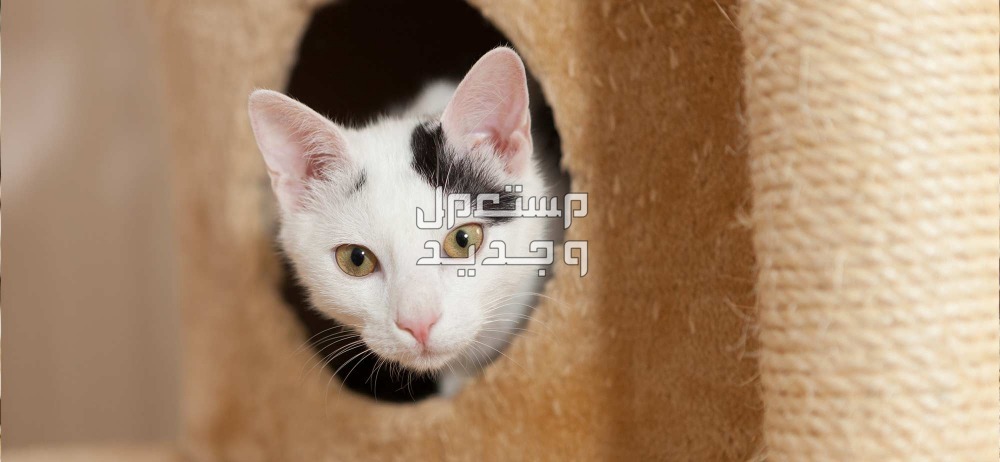 تعرف على فوائد وأضرار تربية القطط في المنزل في الإمارات العربية المتحدة تعرف على فوائد وأضرار تربية القطط في المنزل