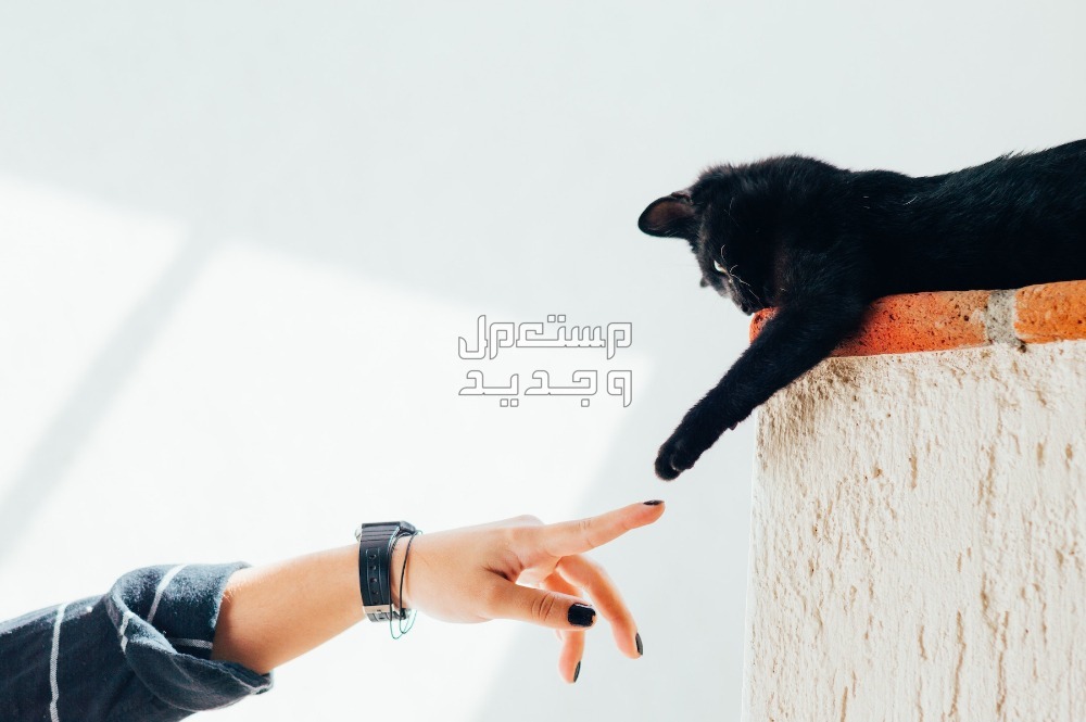 تعرف على فوائد وأضرار تربية القطط في المنزل في عمان تعرف على فوائد وأضرار تربية القطط في المنزل