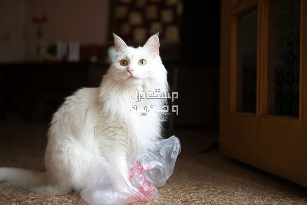 تعرف على فوائد وأضرار تربية القطط في المنزل في الجزائر تعرف على فوائد وأضرار تربية القطط في المنزل