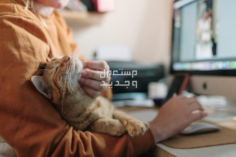 تعرف على فوائد وأضرار تربية القطط في المنزل في الإمارات العربية المتحدة تعرف على فوائد وأضرار تربية القطط في المنزل