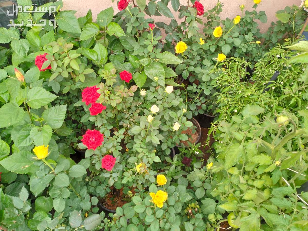 الرياض مشتل لتنسيق الحدائق والنباتات الزينه