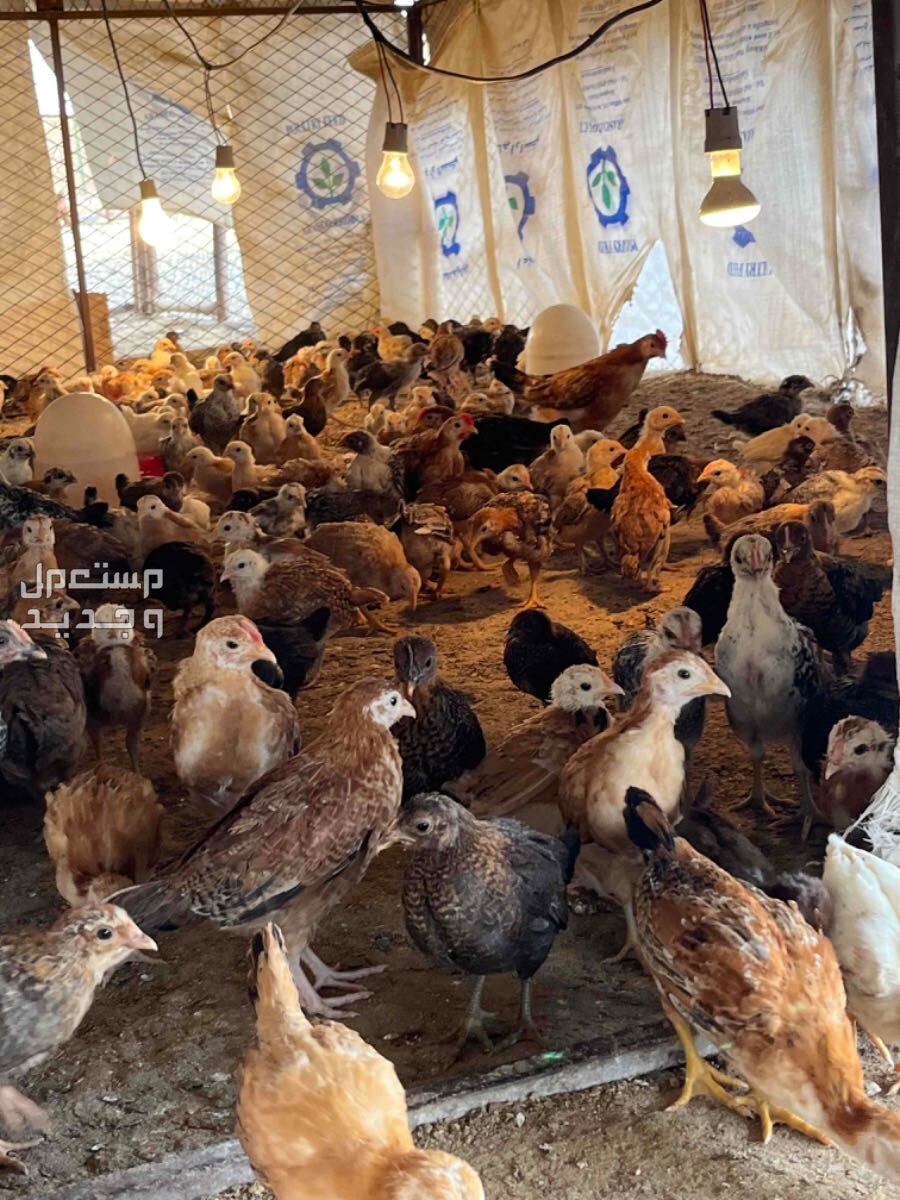 فروخ دجاج بلدي في خميس مشيط بسعر 0 ريال سعودي